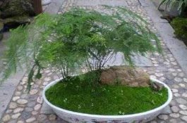 文竹花盆里有小白虫子怎么办（喷杀虫剂清除害虫）