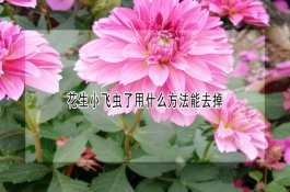 断奶仔猪水肿病咋治
