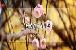 蔬菜废弃物的科学处理