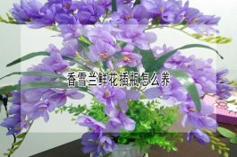 水稻机械化插秧技术介绍