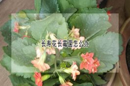 推荐“加工＋养猪”模式