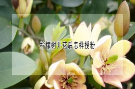 柠檬树开花后怎样授粉 柠檬树开花后怎样授粉