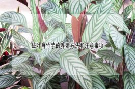 防治豇豆根腐病用药须知