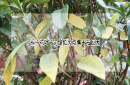 猪链球菌病实例