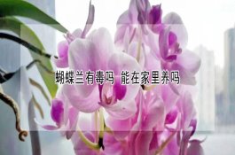 蝴蝶兰有毒吗（能在家里养吗）