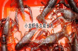 防治黄瓜三种病害巧用红糖发酵液