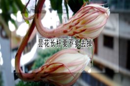 色泽鲜艳的樱桃跟车厘子一样吗(有什么功效与作用) 色泽鲜艳的樱桃跟车厘子一样吗(有什么功效与作用)