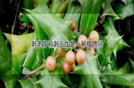 败血型猪链球菌病的防治措施