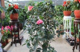茶花的施肥方法 茶花的施肥方法