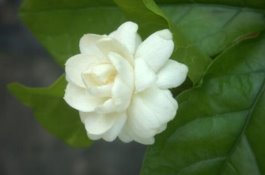 猪增生性肠病的发病机理