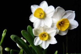 水仙花放在室内有毒吗（有毒不宜长期接触）