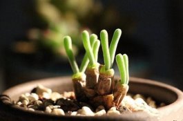 冬瓜高产的技术要点