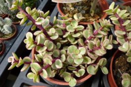 毛莨科耧斗菜的养殖方法和注意事项（有什么功效和作用）