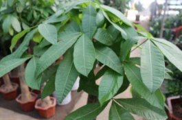 发财树叶子发黄要剪掉吗（要剪掉目的是避免养分流失）