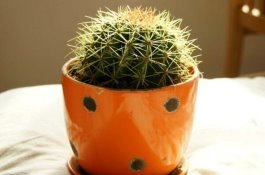 猪链球菌病早治好