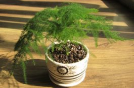 文竹黄叶怎么办（找到黄叶原因及时进行处理）