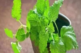 黄芪白粉病的科学防治要点