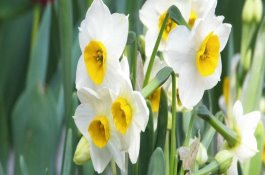 关于猪流感病的防治方法