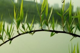 插柳树的时间和方法