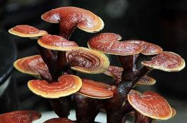 灵芝怎么出芝(灵芝出芝后管理技术详解)