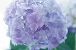 山竹的功效与作用是什么（应该如何挑选呢）