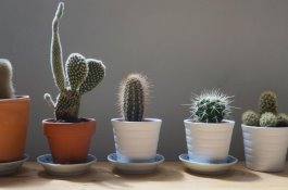 泰兴“80“后夫妻放弃出国机会（毅然回乡当猪倌）