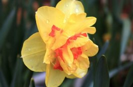 水仙花有哪些种类（分中国水仙和洋水仙两大类）