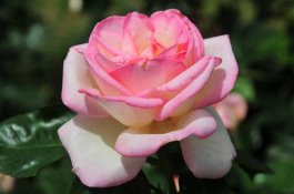 杏鲍菇生产中常见问题介绍