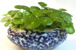 铜钱草适合放卧室吗（不仅可以放并且作用也特别大）