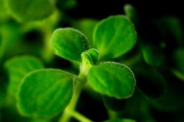 豆类植物缺钼的治疗方法