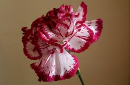 怎么让康乃馨快速开花(康乃馨快速开花技巧) 怎么让康乃馨快速开花(康乃馨快速开花技巧)