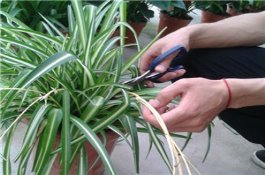 吊兰的繁殖方法（详解）