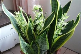 玉米棒黑穗怎么办