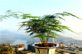 影响文竹开花结籽的原因有哪些