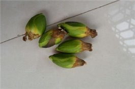梨木虱有哪些防治方法