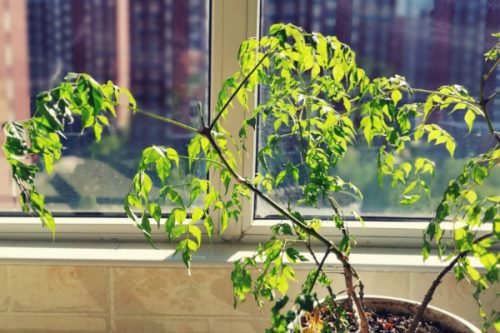 幸福树如何修剪,摘心打顶/疏剪密枝等