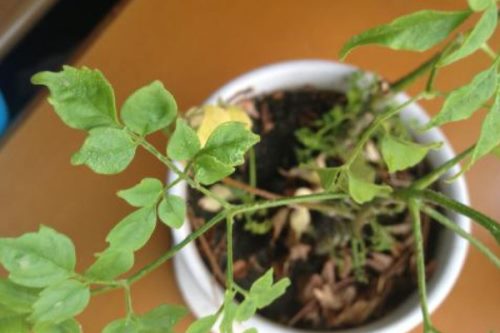 幸福树如何修剪,摘心打顶/疏剪密枝等