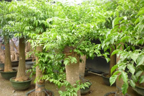 幸福树如何修剪,摘心打顶/疏剪密枝等