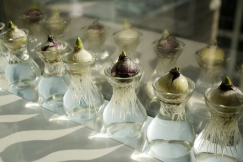 水培风信子有毒吗，有毒要避免接触皮肤