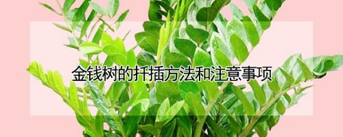 金钱树的扦插方法和注意事项