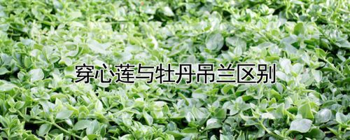穿心莲与牡丹吊兰区别