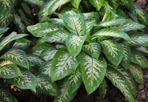 万年青种类有哪些，八种万年青种类概述