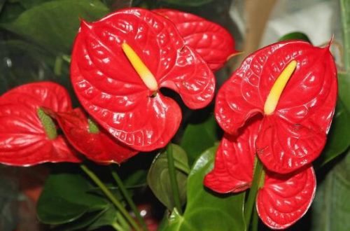 红掌的花语,象征着大展宏图、热情、热血