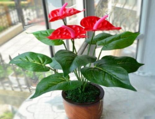 红掌的花语,象征着大展宏图、热情、热血