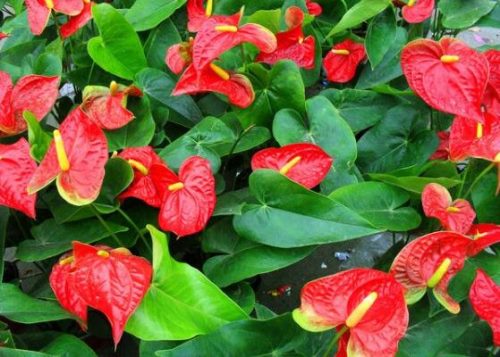 红掌的花语,象征着大展宏图、热情、热血