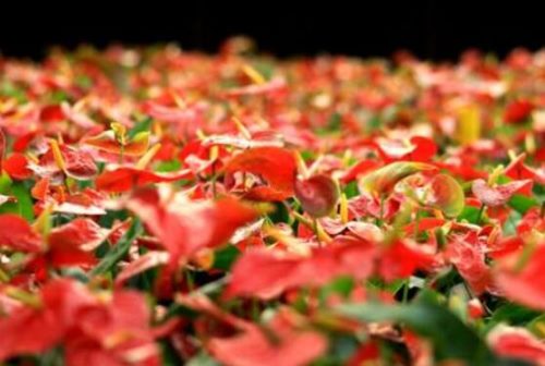 红掌的花语,象征着大展宏图、热情、热血
