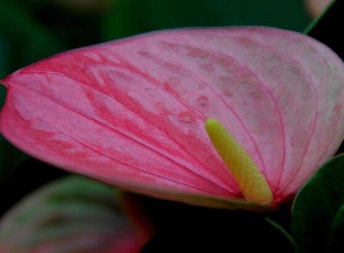 红掌的花语,象征着大展宏图、热情、热血