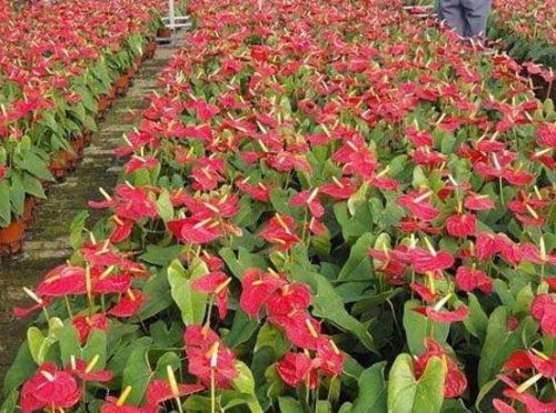 红掌的花语,象征着大展宏图、热情、热血