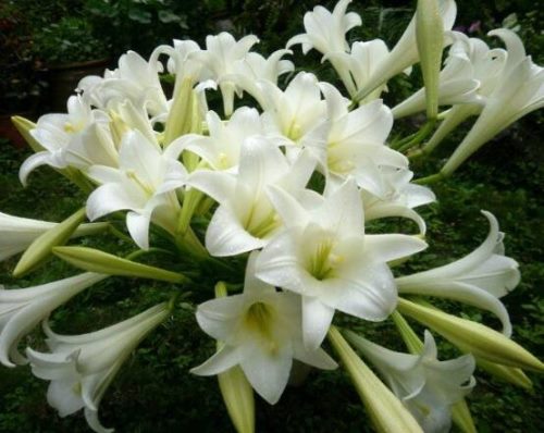 百合花放在室内有毒吗,花香导致失眠、恶心,烦乱(无毒)