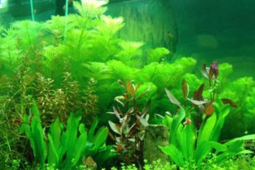 绿菊水草怎么繁殖扦插